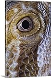 アダム・ジョーンズプレミアムシックラップキャンバス壁アート印刷題名Bearded Dragon、フトアゴヒゲトカゲ 20" x 30" 2300157_24_20x30_none