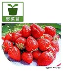 イチゴ：おおきみ3～3.5号ポット3株セット[日持ちがよくおいしい大実系・晩生品種] ノーブランド品
