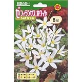 春植え球根 ゼフィランサス ホワイト (530171)