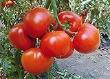 赤いトマト種子Vezunchik超早期ウクライナ家宝NON-GMO