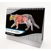 Amazon.co.jp: 猫獣医解剖学フリップチャート、解剖学&獣医