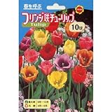 秋植え球根 お徳用 フリンジ咲きチューリップ (484061)