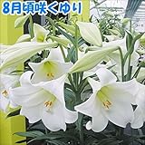 国華園　球根　鉄砲ユリ　8月咲ホワイトヘブン　12球【※発送が国華園からの場合のみ正規品です】