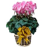 【 予約 】 さかもと園芸　達人のシクラメン　【 ピンクシャワー 】　花鉢植え　ギフト　プレゼント　贈答品　クリスマス　お歳暮