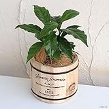 [ギフトに]コーヒーの木3号ウッドバレル入り ノーブランド品