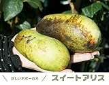 ポポー 苗 スイートアリス 2年生 接ぎ木 苗 果樹苗木 果樹苗