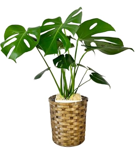 Amazon|モンステラ(デリシオーサ)6号鉢サイズ|観葉植物 Amazon|モンステラ(デリシオーサ)6号鉢サイズ|観葉植物