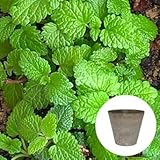 レモンバーム 栽培 セット / ハーブ / アートストーン 鉢 プランター / 貯水機能 付 / ベージュ