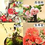 小品盆栽：品種が選べる春放花(瀬戸焼鉢)*木瓜 (黒潮)