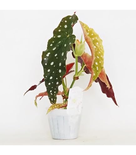Amazon｜ベゴニア ルージュ バリエガータ カット苗｜観葉植物