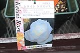 【花苗】【バラ苗大苗(剪定済)】　ホワイトクリスマス　【期間限定】