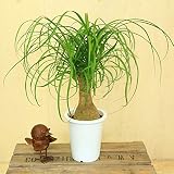 観葉植物：ノリナ・トックリラン*ポニーテール　プラポット
