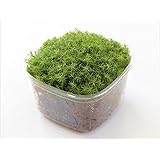 苔 こけ コケ スギゴケ 杉苔 【スギゴケミニパック(M2)（110×110mm）】