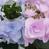 ノーブル苗木　あじさい苗　5号鉢　あじさい　アジサイ　紫陽花　花鉢植え　花