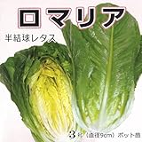 レタス 苗 ロマリア 5ポットセット ロメインレタス