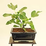 中品盆栽：いちじく(瀬戸焼鉢)*