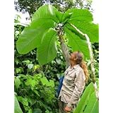 Amazon フェスツカ グラウカ ブルーフェスキュー の種 100粒 種