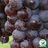 ぶどう 苗 【スチューベン】 1年生 ウイルスフリー 接ぎ木 ポット苗