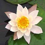 (ビオトープ/睡蓮)温帯性睡蓮(スイレン)(桃) ピーチ リリー`Peace Lily'(1ポット) 本州・四国限定[生体]