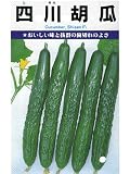 四川 カネコの四葉キュウリ種です