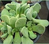 Aloinopsis villetii - mesemb - 10 seeds