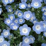 ネモフィラ：インシグニスブルー3～3.5号ポット4株セット ノーブランド品