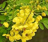 家宝10種子カッシア瘻ゴールデンシャワーツリー熱帯盆栽明るい黄色の花