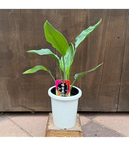 Amazon｜ストレリチア レギネ 苗 極楽鳥花 2｜観葉植物 オンライン通販