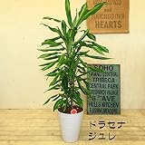 観葉植物 選べる品種：陶器鉢の観葉植物*ドラセナ　 (ドラセナ ジュレ)