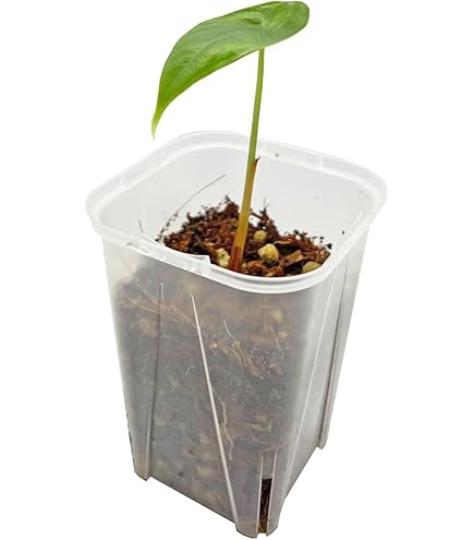 Amazon｜アロカシア シヌアータ 2.5号 幼苗 ネガミエル Alocasia