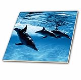 Danita Delimont – Dolphins – Trio of Dolphins – タイル 4" ct_206330_1