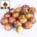 野菜球根パック：菜園玉ネギ20球入り 2パックセット ノーブランド品