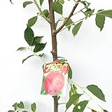 スモモ 苗木 貴陽 13.5cmポット苗 きよう すもも 苗 李