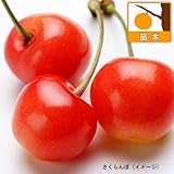 サクランボ：サミット4号ポット[アメリカンチェリー・大玉で濃厚な食味の黒赤褐色品種][苗木] ノーブランド品