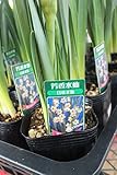 花苗　まとめ買い　日本水仙　3寸3ポットセット　【送料込価格】
