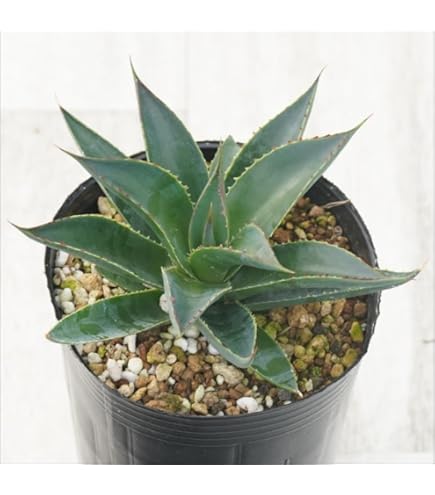 Amazon.co.jp: 多肉植物 吉祥天錦 アガベ パリー ホーチエンシス 10株