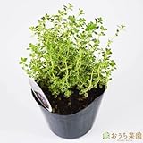 シルバーレモンタイム 【苗】 ９ ｃｍ ポット ＜当店は 苗 種 鉢 培養土 ニーム の専門店＞