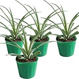 パイナップル(ボゴール種)苗　4鉢セット