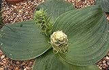Massonia depressa striped leaves - Hedgehog Lily - 10 seeds