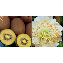 Mi-Mi キウイつる 140サイズ Amazon.co.jp: キウイ 苗木 トムリ (オス) 12cmポット苗 キウイ