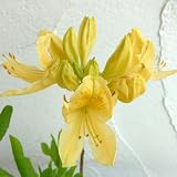 ツツジ：レンゲツツジ黄花（キレンゲ）樹高60cm根巻き