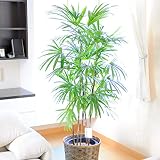 観葉植物　シュロチク　10号※バスケット鉢カバー付　＜ご自宅やお店のインテリアに　観賞用の癒しの植物に　＞【お届け日指定ＯＫ】