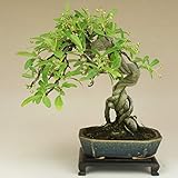 ピラカンサ 根上り 小品盆栽 【雑木盆栽】いよじ園