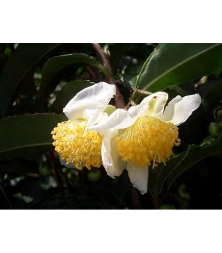 Amazon.co.jp: 希少 カカオ苗木 チョコレートの木 : DIY・工具・ガーデン