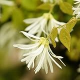 トキワマンサク 樹高1.0～1.2m前後 赤花・白花 2本セット