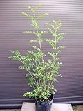 シマトネリコ 株立 100CM 常緑樹！