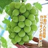 国華園　果樹苗　ブドウ　シャインマスカットPウイルスフリー苗　5株