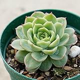 ライム＆チリ 7.5cmポット エケベリア Echeveria 'Lime and Chile' 福岡県産 多肉植物 多肉 観葉植物 インテリアグリーン 寄せ植えに