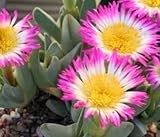 Antimima ventricosa - syn: Ruschia ventricosa - 10 seeds