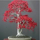 鉢植え植物の種子50種のアメリカイロハモミジ赤いカエデの種子盆栽ホーム＆ガーデン